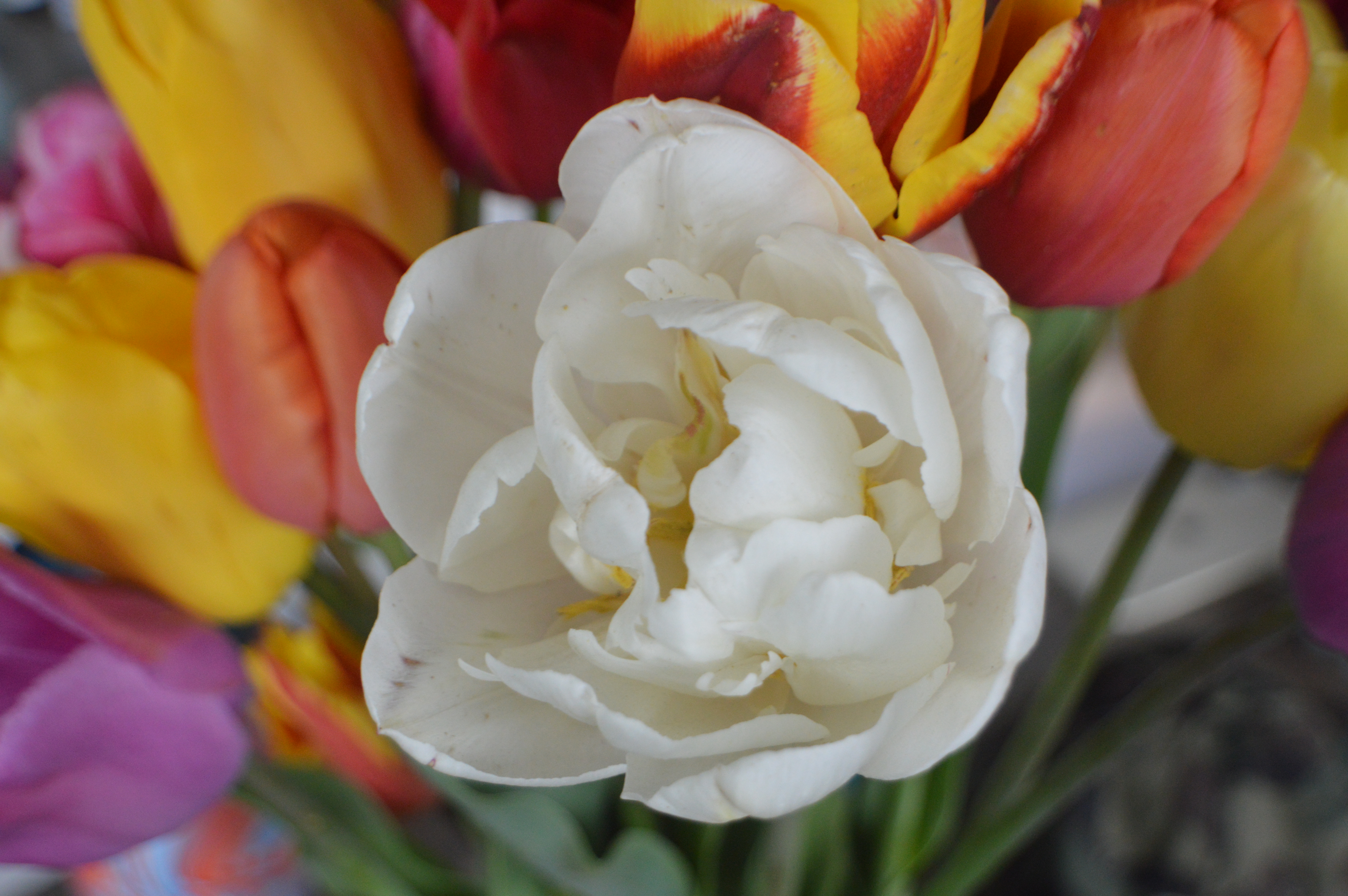 Close up of white tulip 