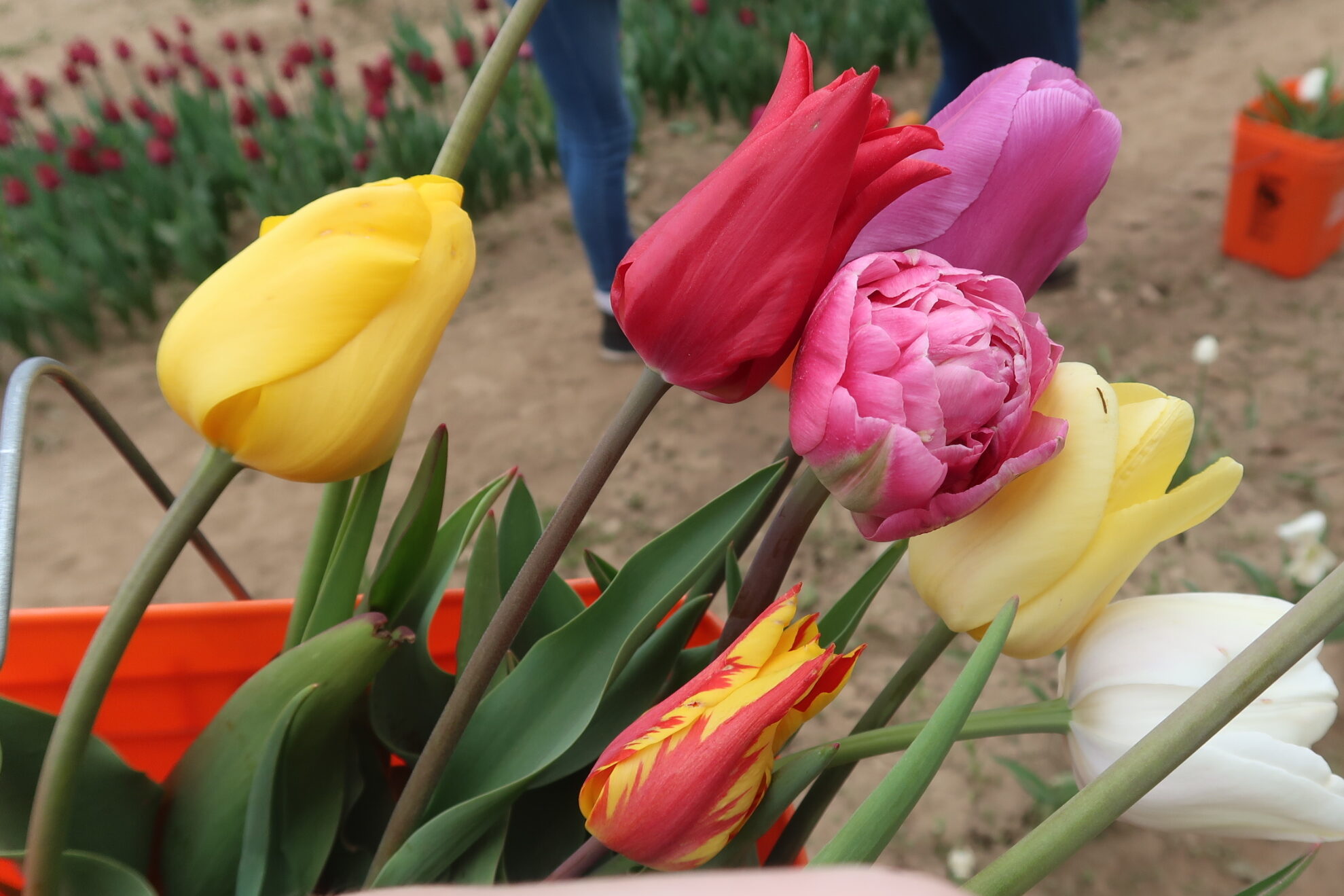 Why you should pick your own tulips this spring 